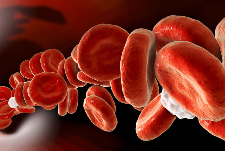 Close-up View Of Red Blood Cells In The Human Body Wallpaper