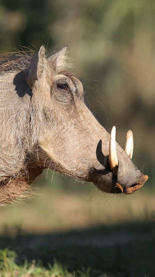 Close Up Warthog Profile Wallpaper