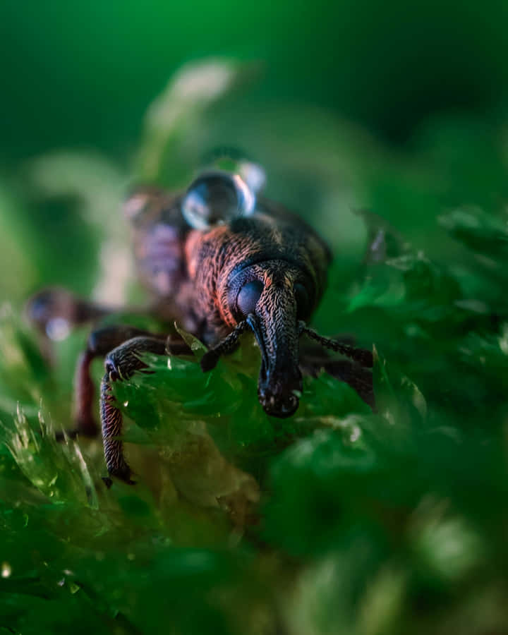 Close Up Weevilin Nature.jpg Wallpaper