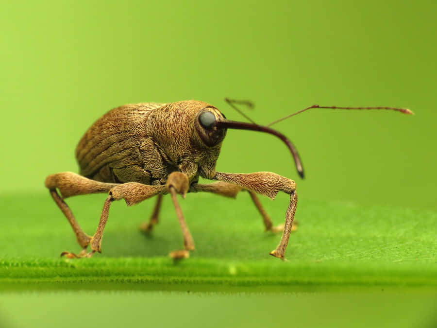 Close Up Weevilon Green Leaf Wallpaper
