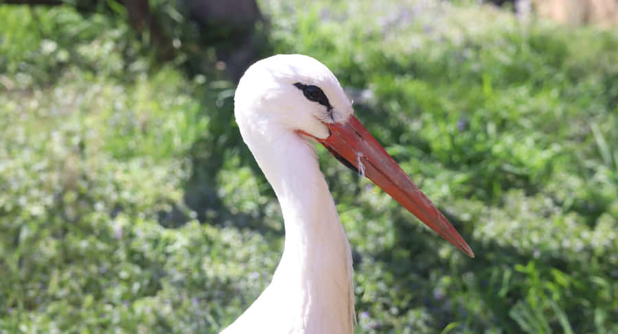 Close Up White Stork Wallpaper