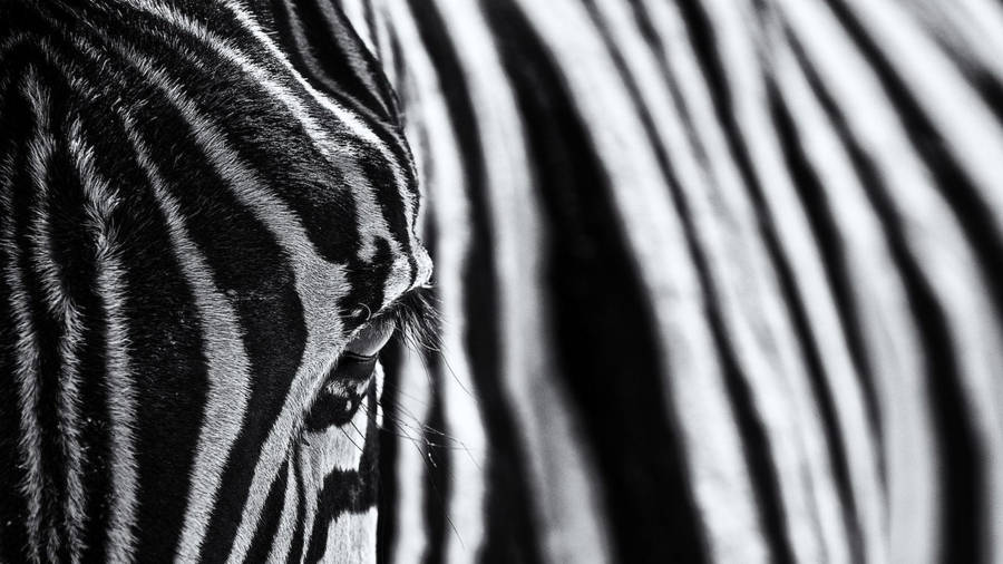 Close-up Zebra Photography Wallpaper