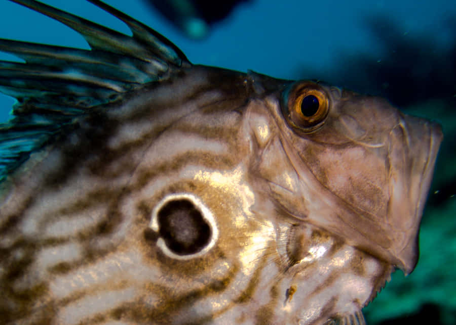 Close Upof Striped Doryfish Wallpaper