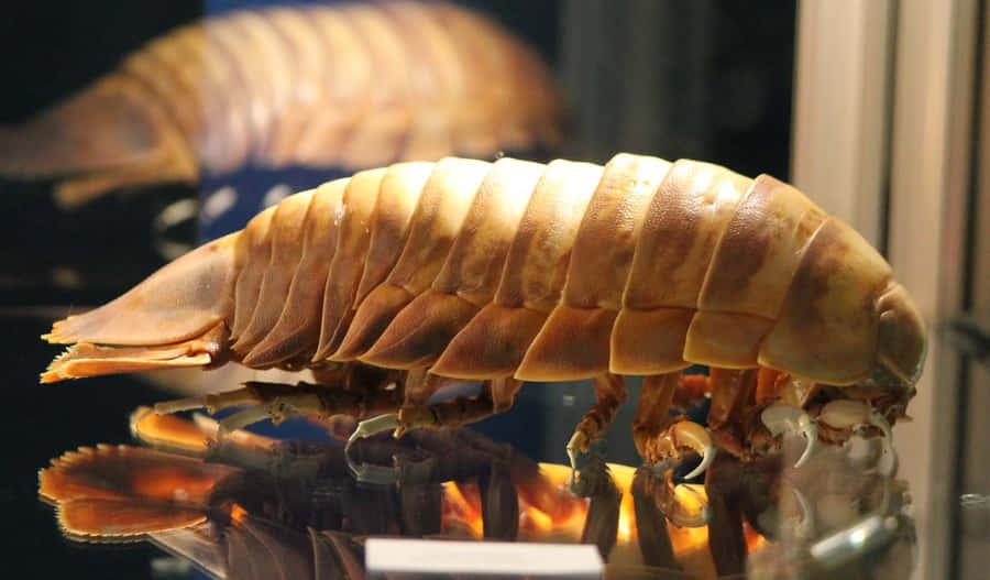 Closeup Of A Giant Isopod Wallpaper