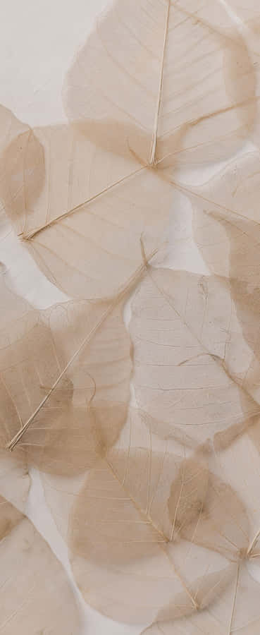 Closeup Of The Flowering Buds Of A White Lily Wallpaper