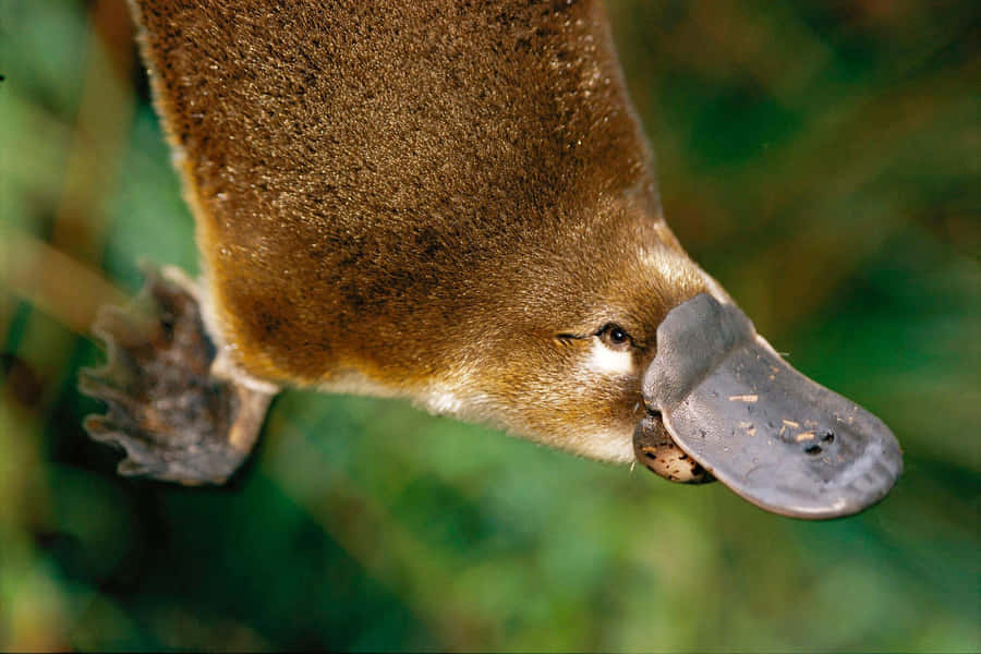 Closeup Platypus Bill Wallpaper