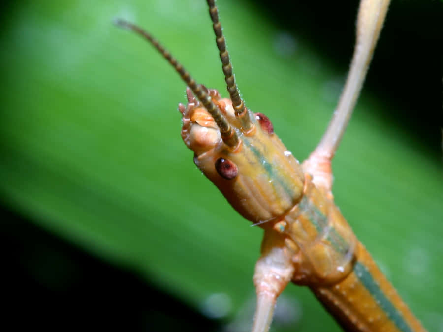 Closeup Walkingstick Insect Wallpaper