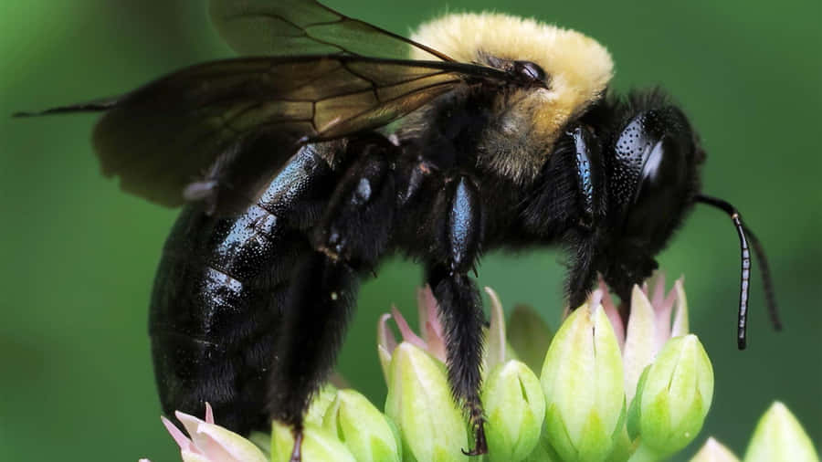 Closeupof Bumblebeeon Flower Buds Wallpaper