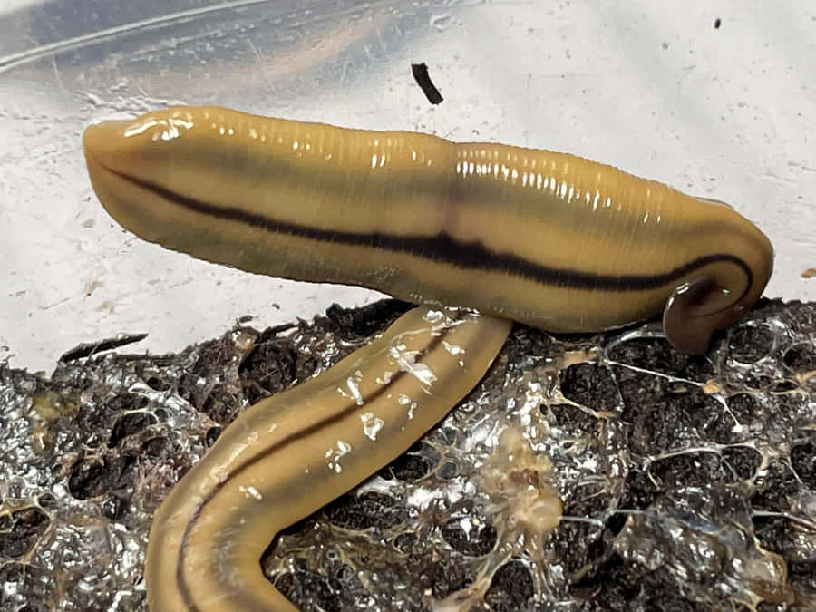 Closeupof Leechon Soil Wallpaper