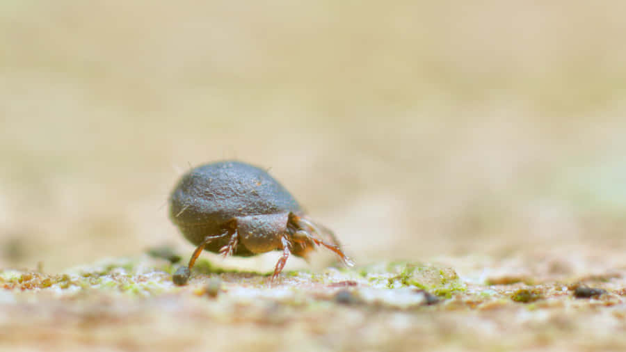 Closeupof Miteon Surface.jpg Wallpaper