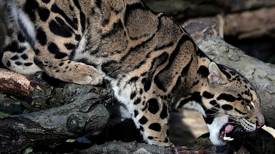 Clouded Leopard On Branch Wallpaper