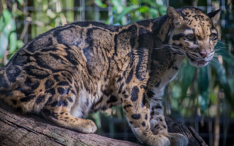 Clouded Leopard On Branch.jpg Wallpaper