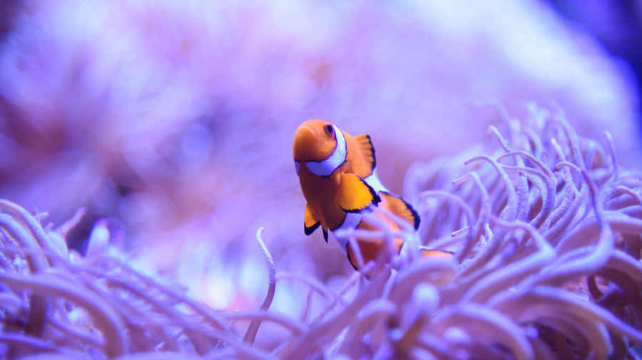 Clownfishin Anemone Habitat.jpg Wallpaper