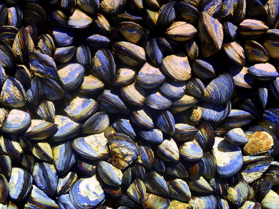 Clustered Mussels Texture Wallpaper