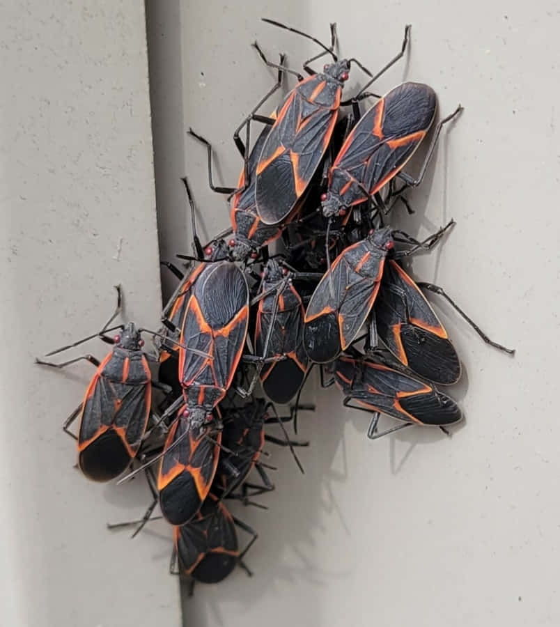 Clusterof Boxelder Bugson Wall Wallpaper