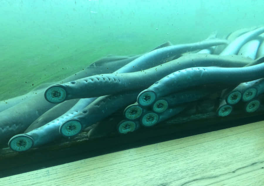 Clusterof Lampreys Underwater Wallpaper