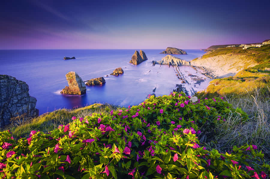 Coastal Flower Viewat Dusk Wallpaper