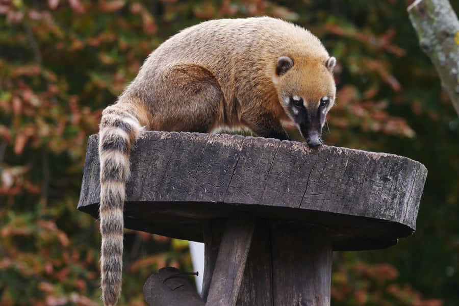 Coati_on_ Wooden_ Platform.jpg Wallpaper