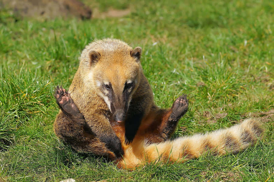 Coati Sittingin Grass Wallpaper