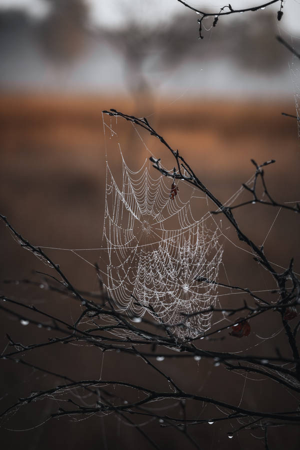 Cobwebs 4k Iphone 6 Plus Wallpaper