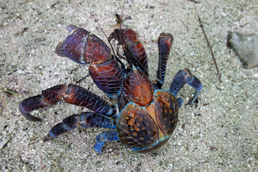 Coconut Crab Crawling On A Tranquil Beach Wallpaper