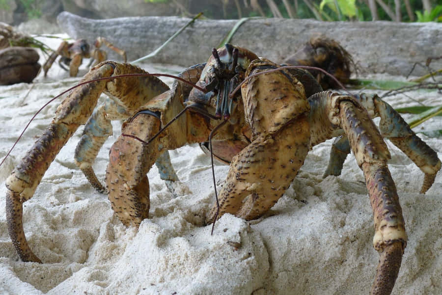 Coconut Crab On Beach Wallpaper