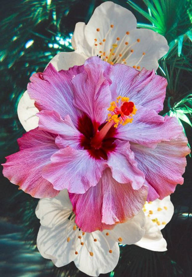 Color Changing Hibiscus Wallpaper