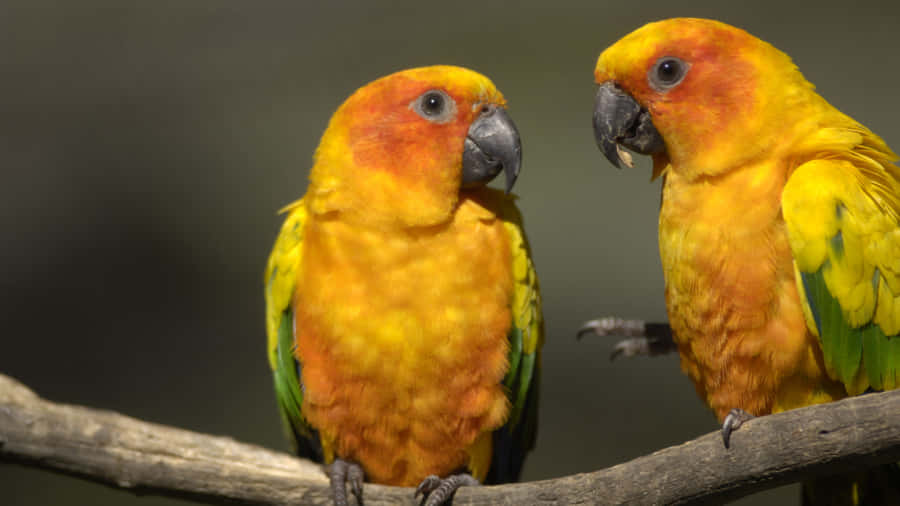 Colorful Abstract Background Wallpaper