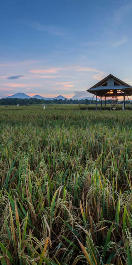 Colorful Background Wallpaper