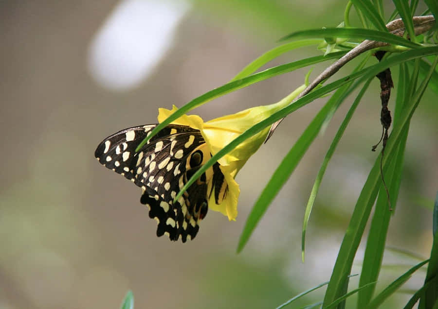 Colorful Butterflies And Flowers At The Butterfly Zoo Wallpaper