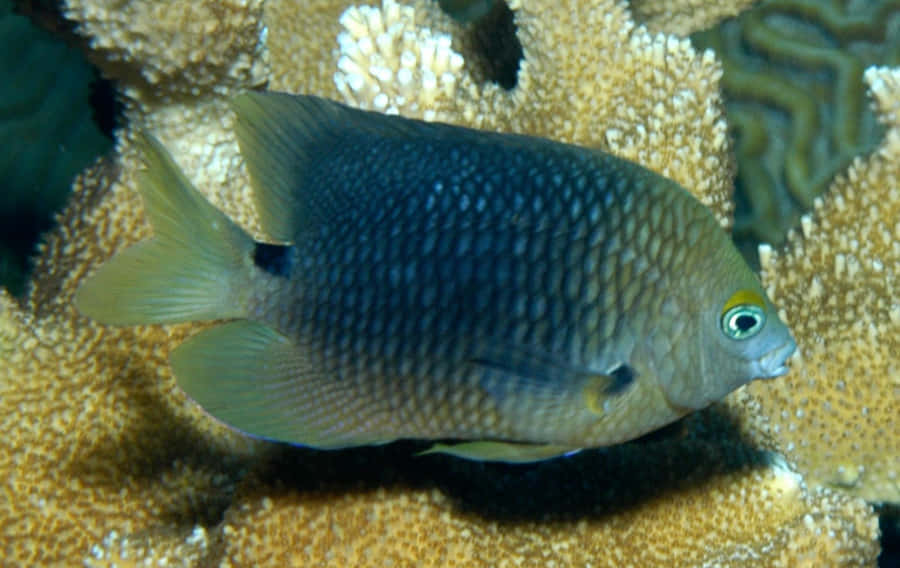 Colorful Damselfish Swimming In Crystal Clear Water Wallpaper