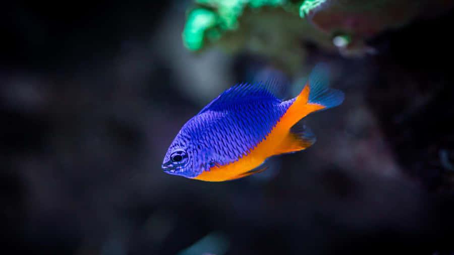 Colorful Damselfish Swimming In Tropical Waters Wallpaper