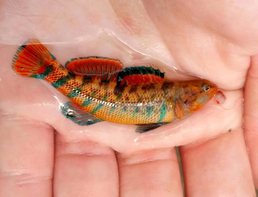 Colorful Darter Fish In Hand.jpg Wallpaper