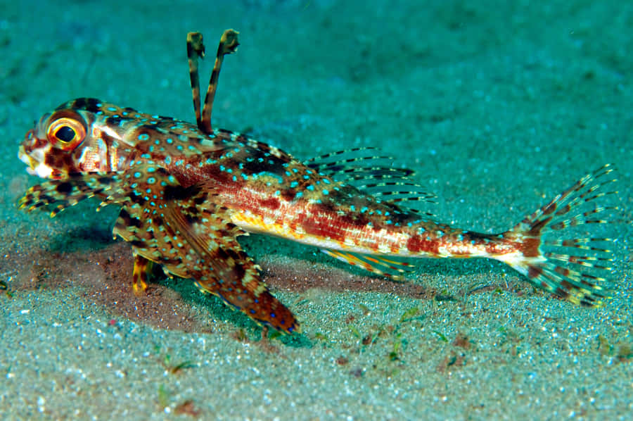 Colorful Flying Gurnard On Seabed.jpg Wallpaper