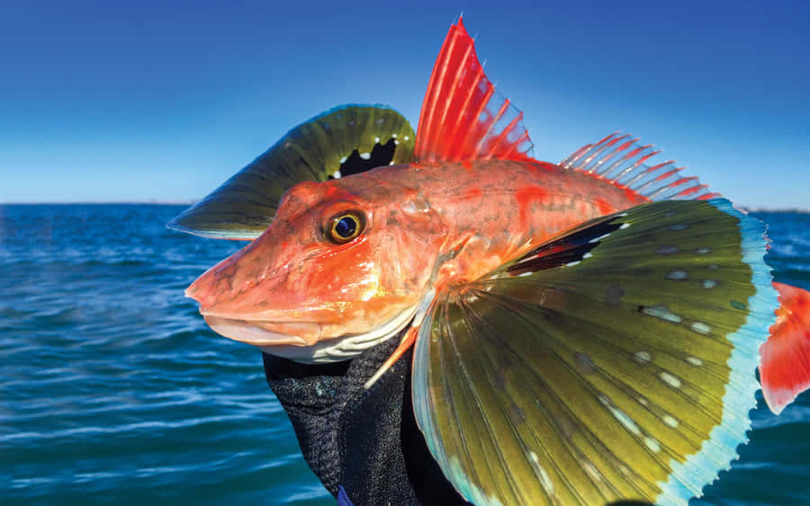Colorful Flying Gurnard Spread Fins Wallpaper