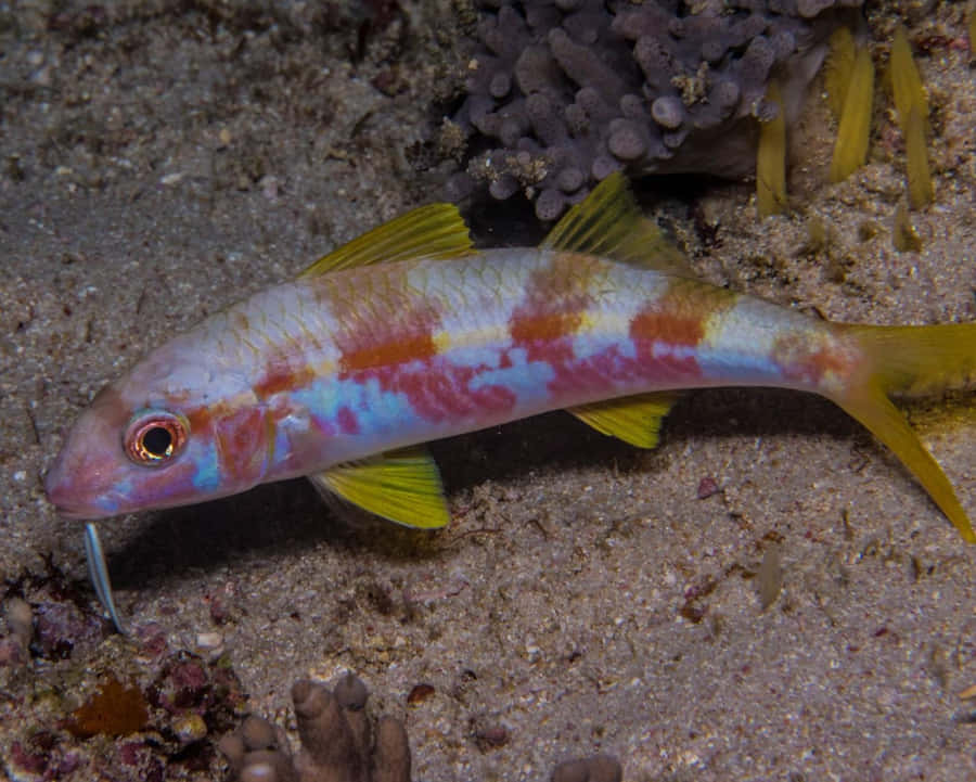 Colorful Goatfish On Seabed.jpg Wallpaper