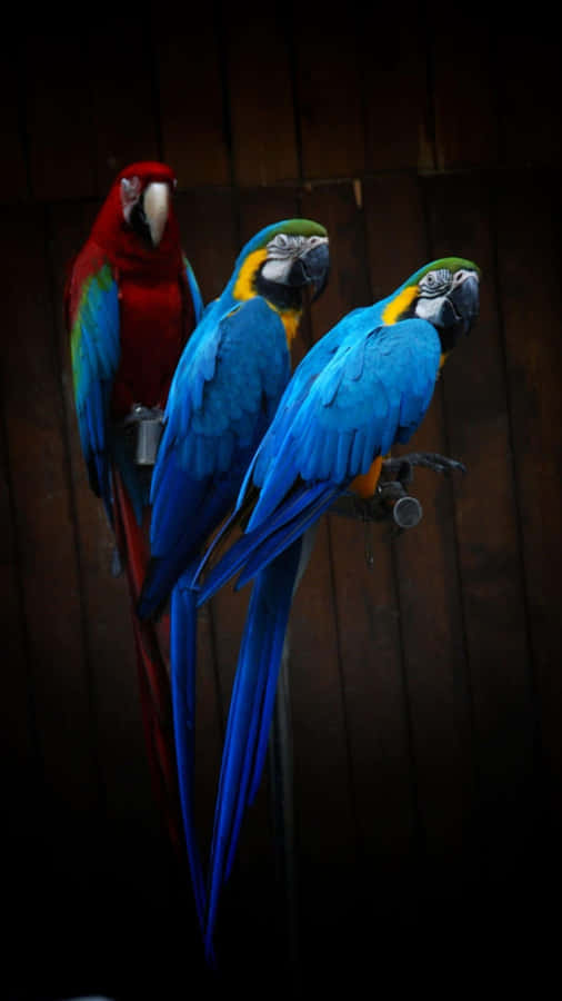 Colorful_ Macaws_ Perched_ Wooden_ Background.jpg Wallpaper