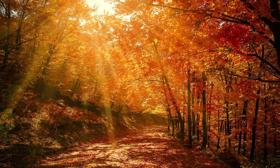 Colorful Marvelous Abstract Art Wallpaper Wallpaper