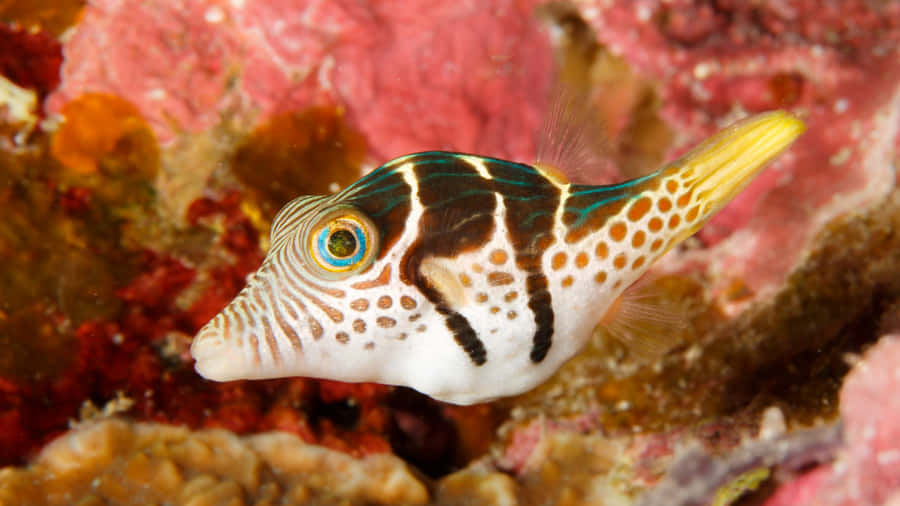Colorful Pufferfish Coral Reef Wallpaper