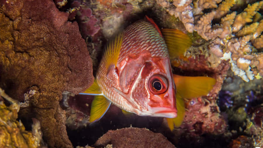 Colorful Squirrelfish Underwater Wallpaper