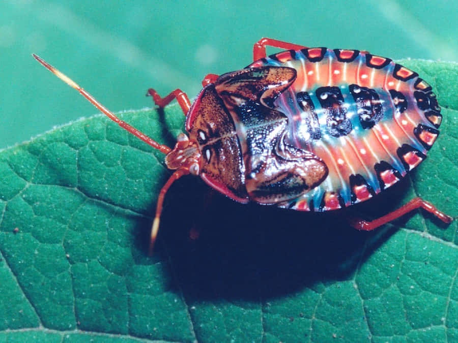 Colorful Stink Bug Nymphon Leaf Wallpaper