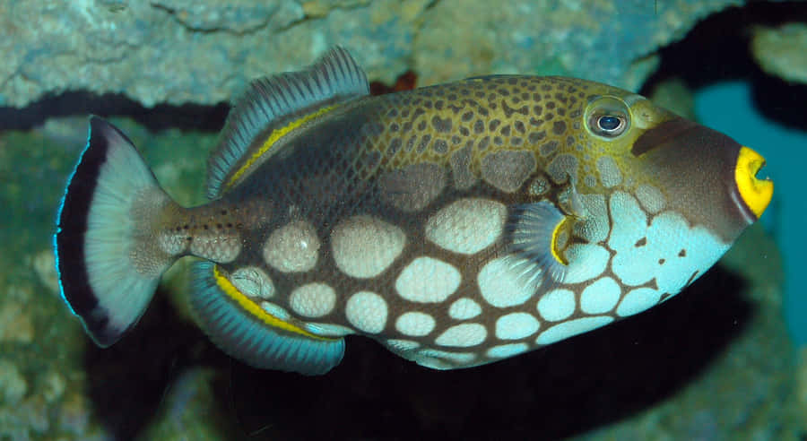Colorful Triggerfish Swimming Wallpaper