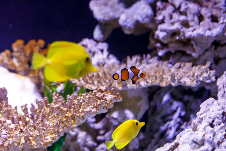 Colorful_ Tropical_ Fish_ Aquarium_ Scene Wallpaper