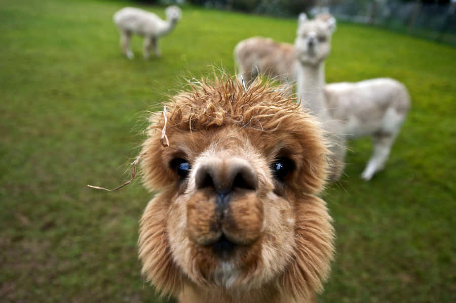 Come Meet Cute Llama! Wallpaper