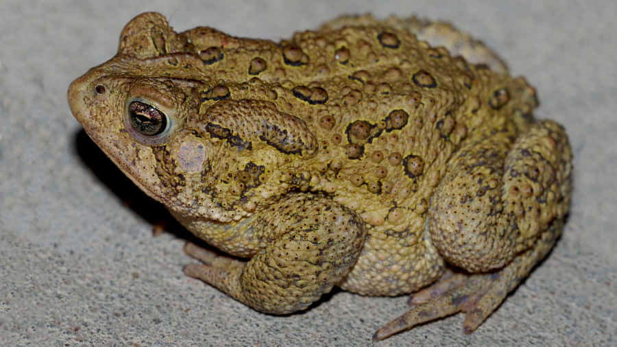 Common American Toadon Ground.jpg Wallpaper