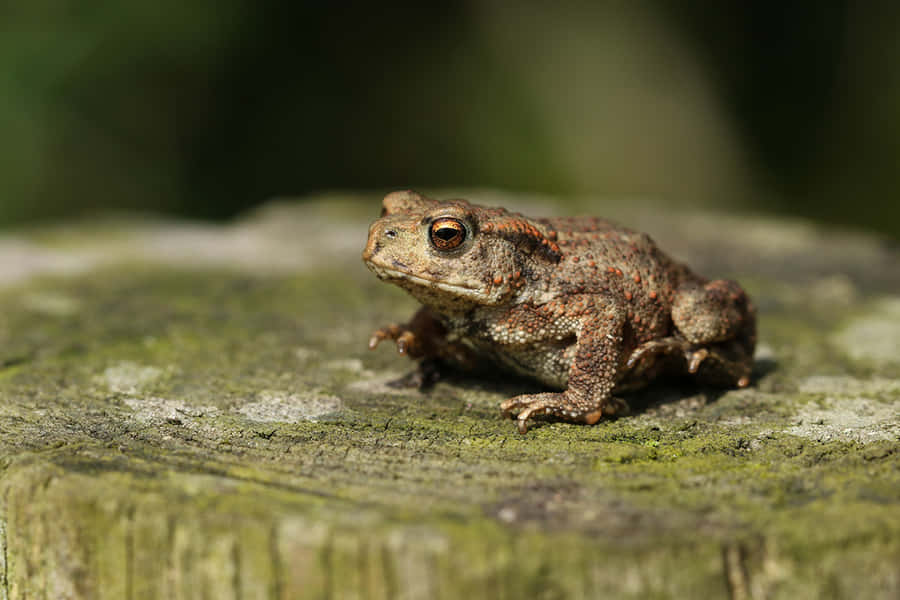Common Toadon Old Wood Wallpaper