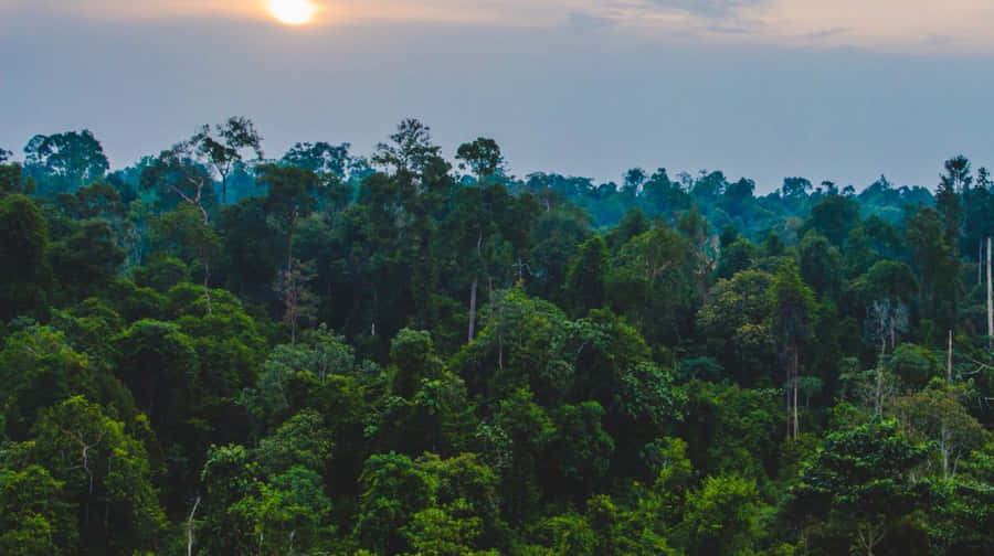 Congo Rainforest Sunset Wallpaper