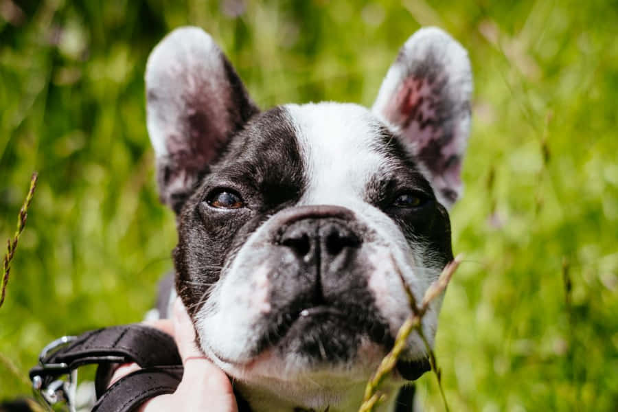 Contemptuous French Bulldog Wallpaper
