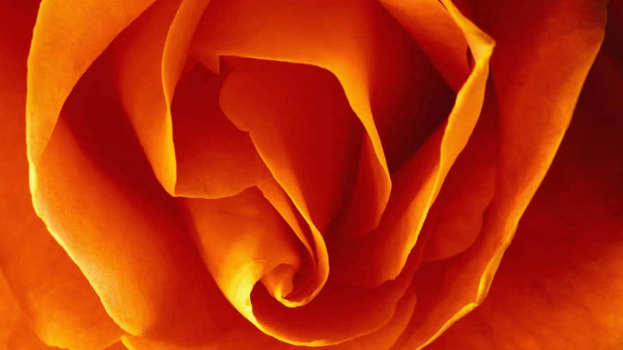 Convoluted Orange Petals Wallpaper