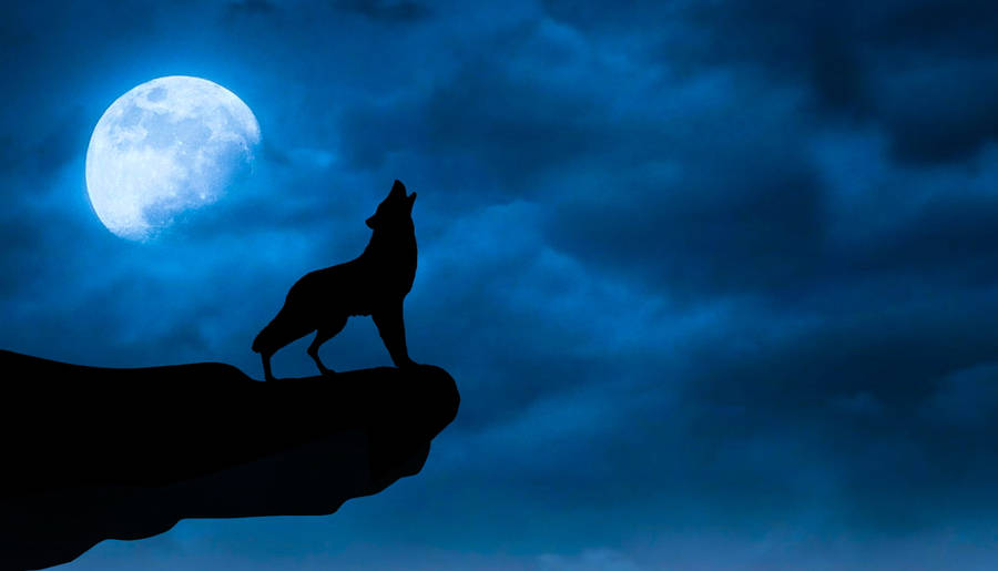 Cool Black Wolf Howling On Cliff Wallpaper